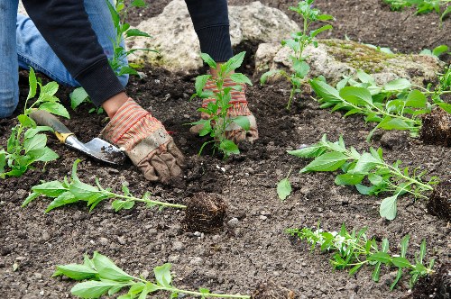 Gardener performing safety checks before starting work