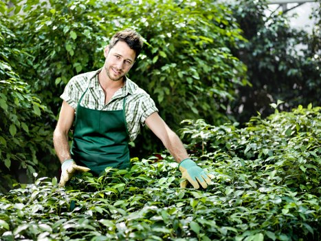 Gardener evaluating a garden before starting work