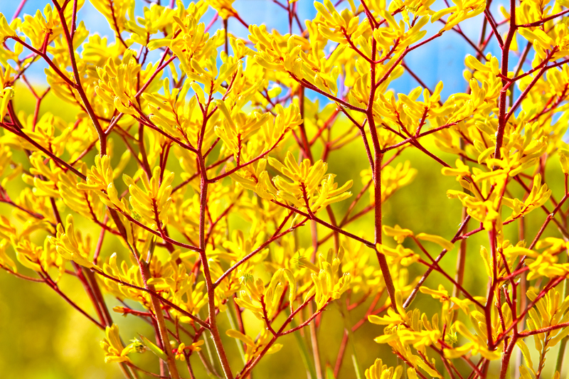 backyard outdoor space
