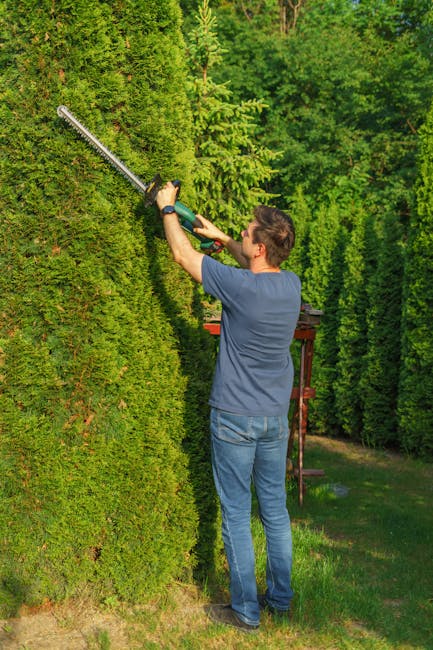 A man with short, dark hair wearing a blue t-shirt and jeans is trimming a tall, dense evergreen hedge with electric hedge shears in a well-maintained garden. The hedge features vibrant green foliage