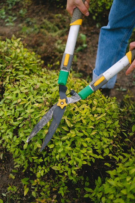 A man with short, dark hair wearing a blue t-shirt and jeans is trimming a tall, dense evergreen hedge with electric hedge shears in a well-maintained garden. The hedge features vibrant green foliage